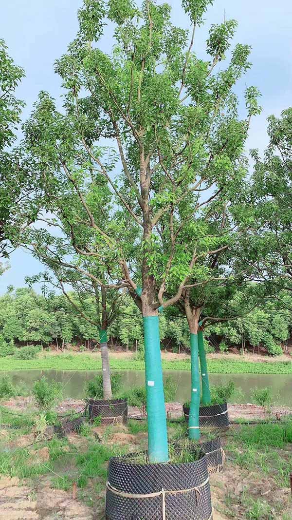 荊州市綠梅園林綠化有限公司