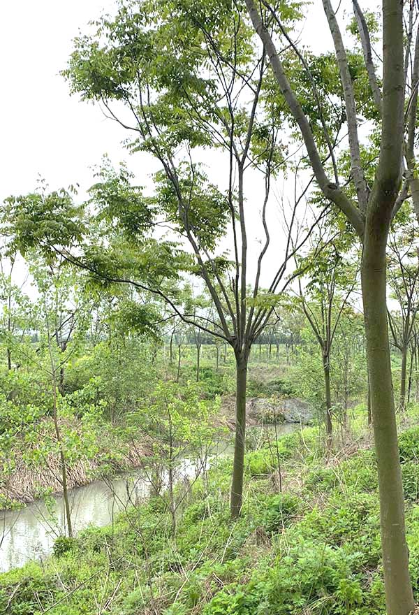 荊州市綠梅園林綠化有限公司